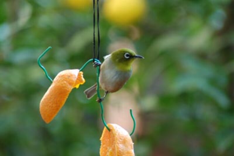 庭先に訪れた小鳥