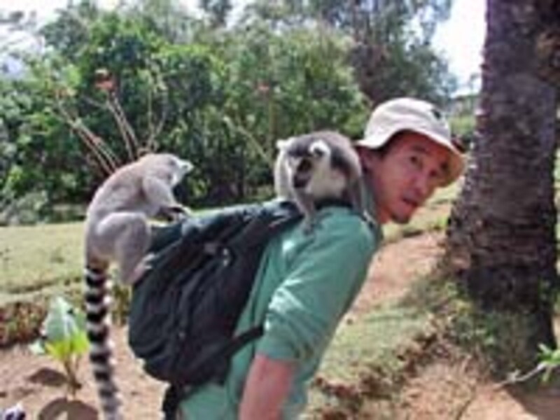 マダガスカルの猿