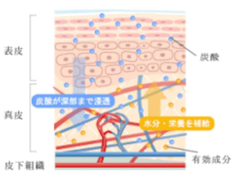 美肌のために内側からも外側からも炭酸水 スキンケア All About