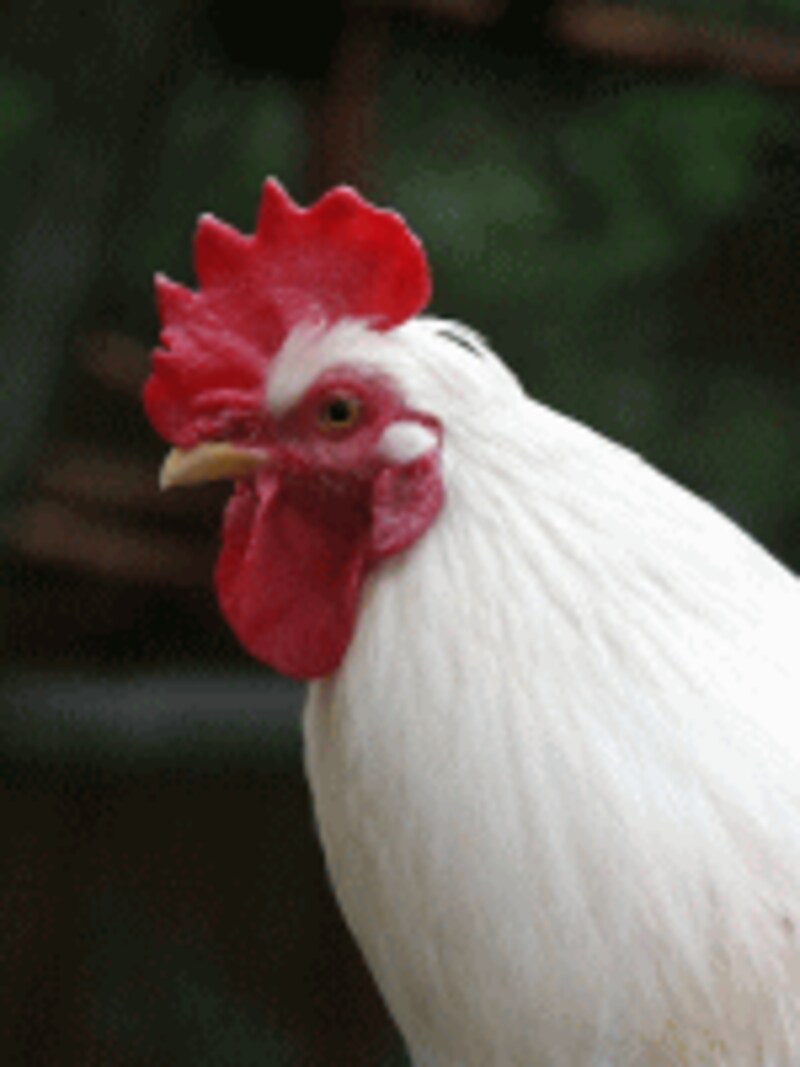 サプリメントとしては主に鶏のとさかから抽出したエキスでドリンク剤や粒状などで市販されています。