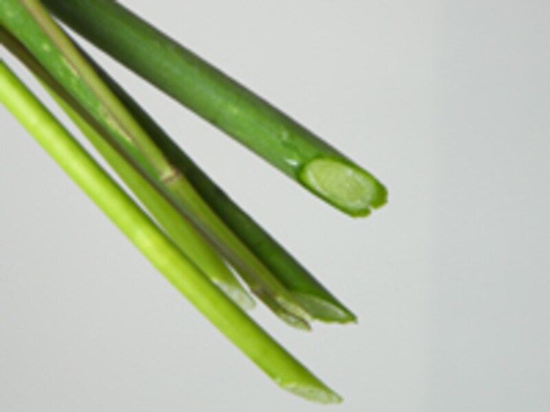 茎をカットした状態