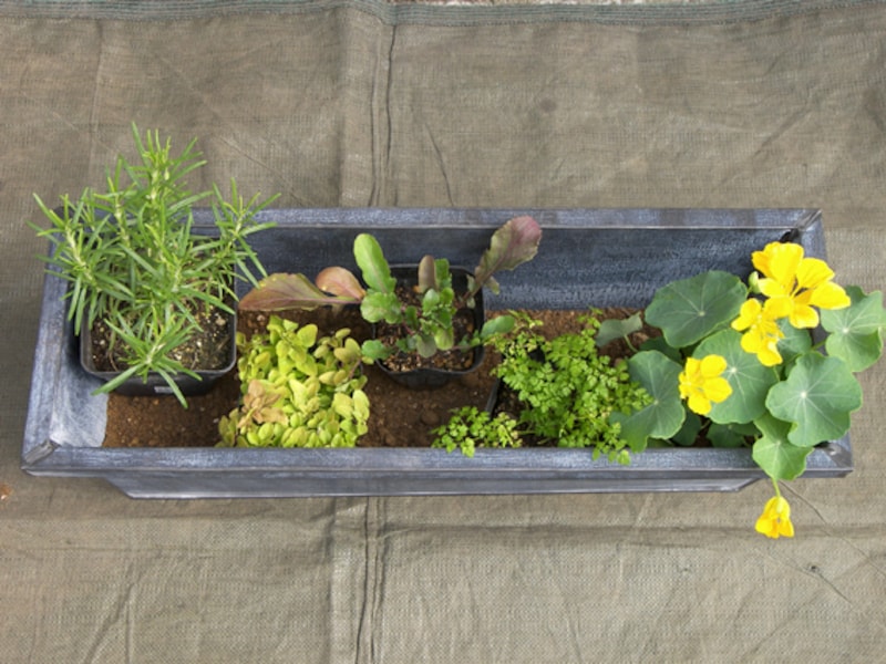 苗を並べてみる