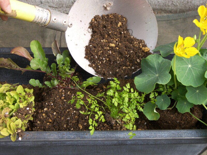 すべての苗の高さが揃うように