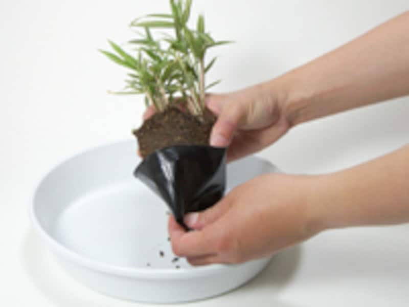 苗をビニールポットからはずす