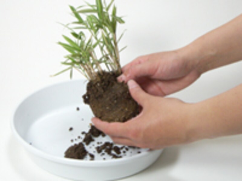 余分な土をとる