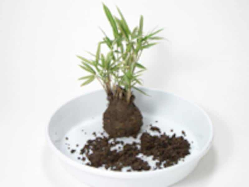 余分な土を取り終わった状態