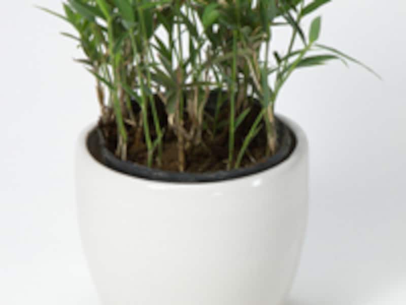 苗を鉢に入れてみる