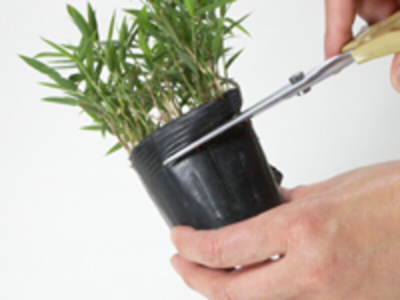 ビニールポットのふちを切る