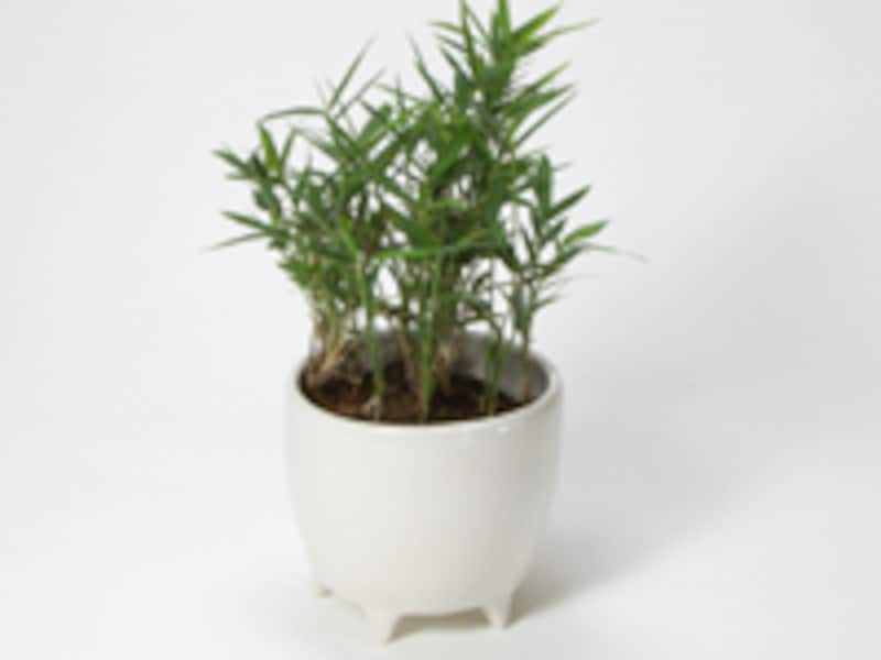 再び苗を鉢に入れる