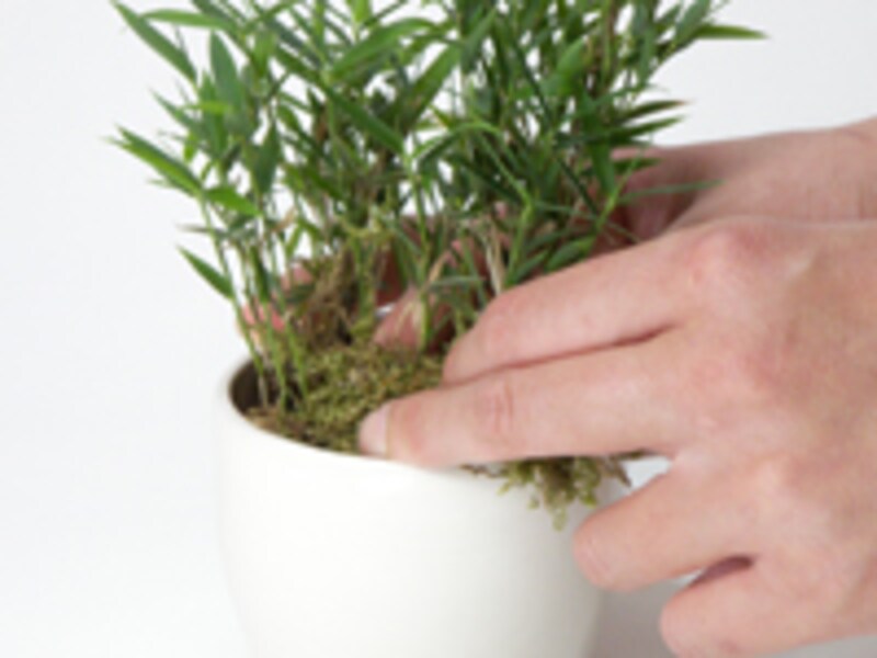 苔で表面をおおう