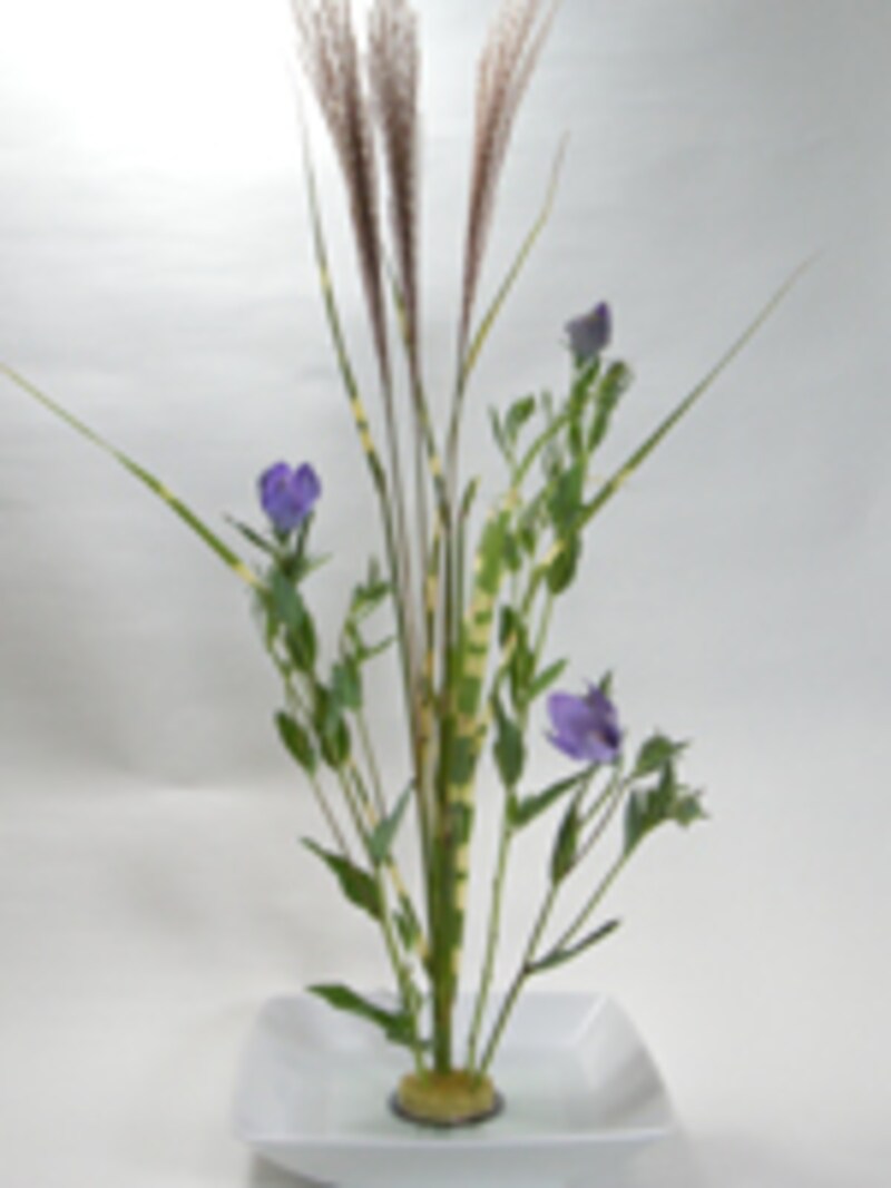 キキョウを挿す