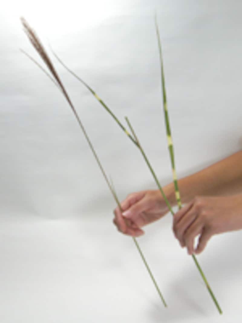 ススキをカットする