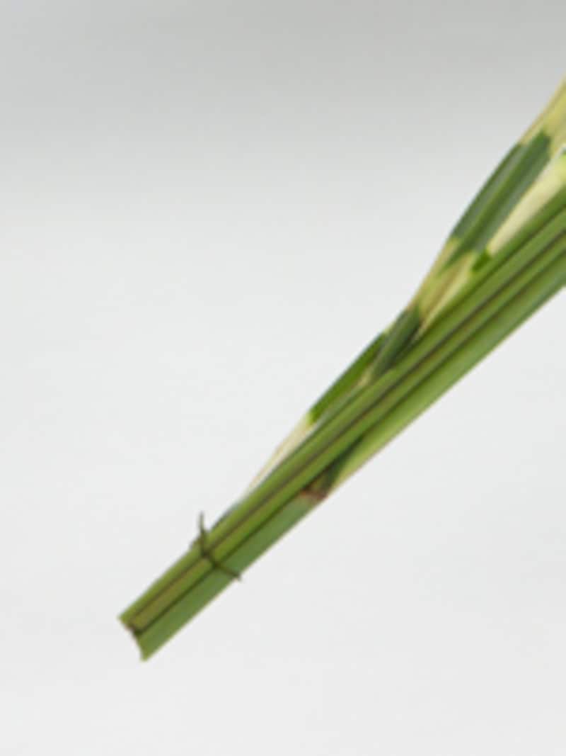 根元を切りそろえる