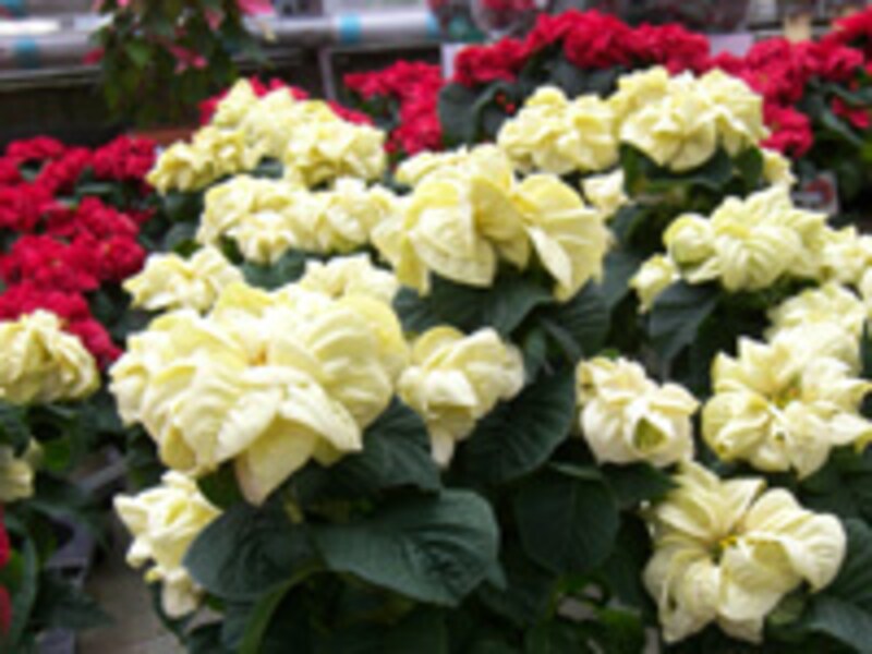 ウィンターローズ