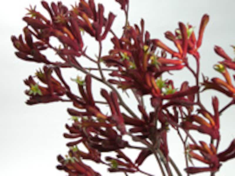 カンガルーポー