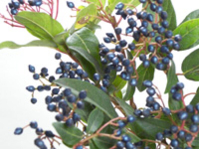 ビブルナム・ティヌス