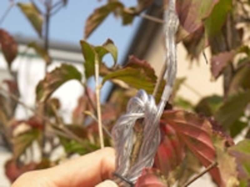 樹木への電飾の取り付け方手順。枝の先端に電球を合わせます