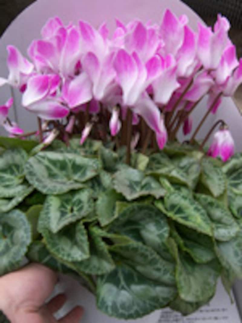 花芽の確認のしかた