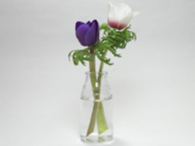 アネモネの長さを変えて