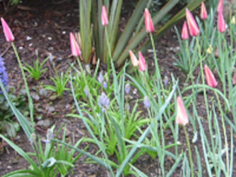 チューリップ クルシアナ