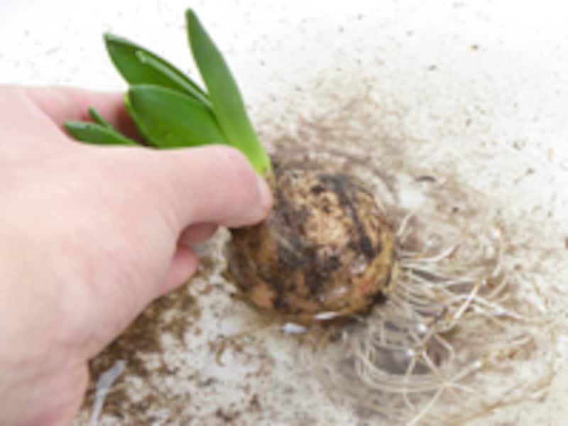 水の中でゆする