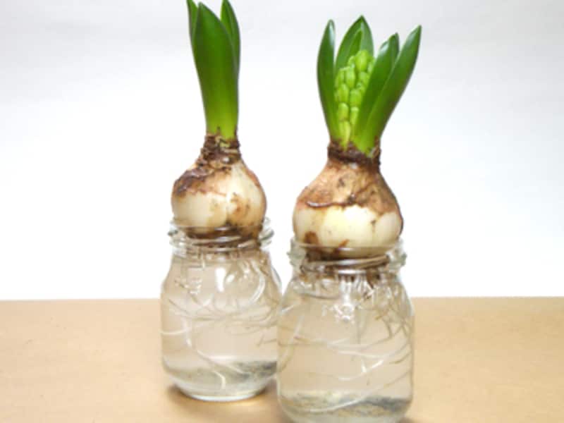 水を入れた瓶に載せる