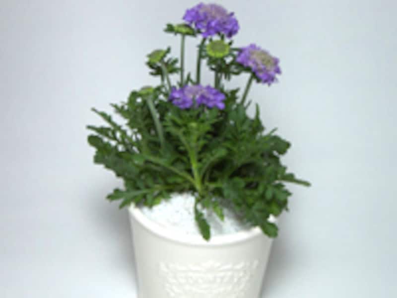 ポット苗を室内に置くには？