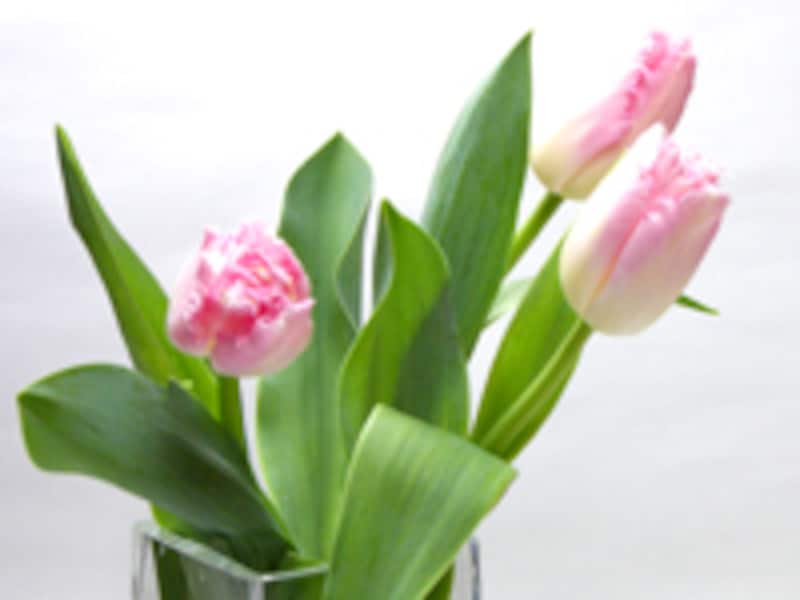 ファンシーフリル