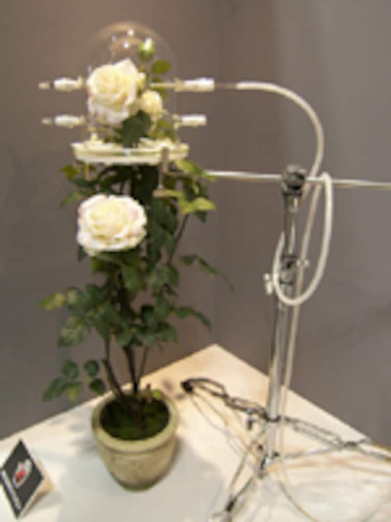 香りの抽出方法