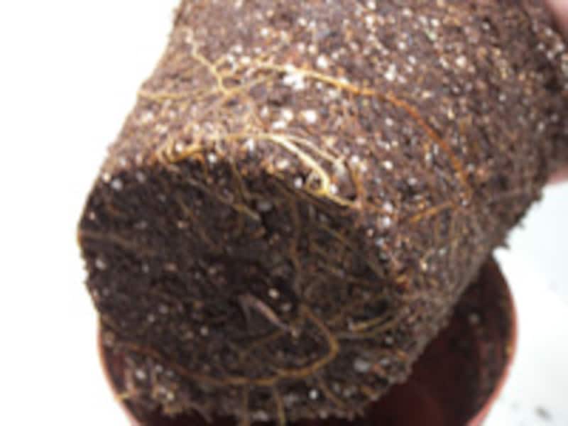 乾燥気味に育てた方の根