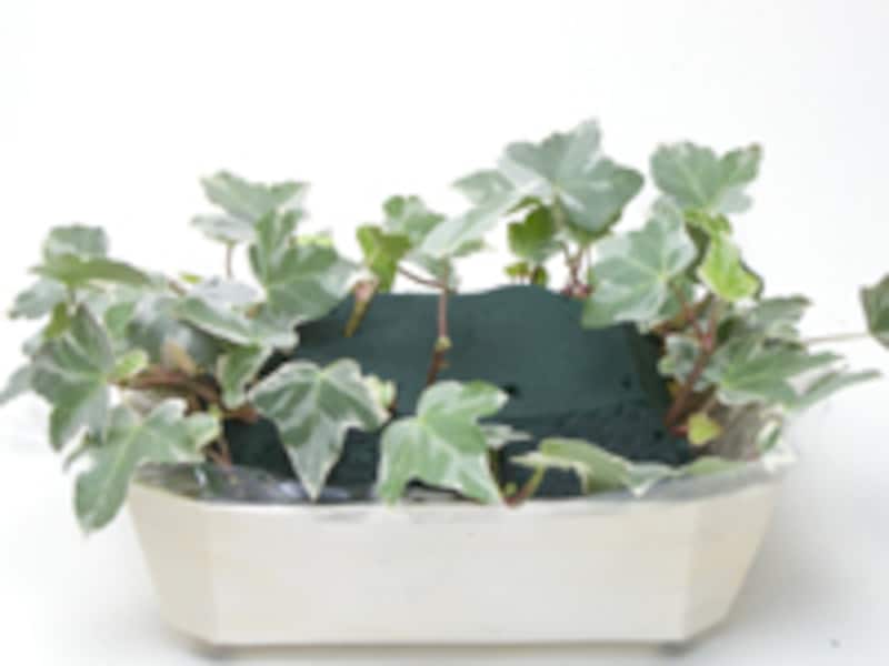 アイビーを挿す