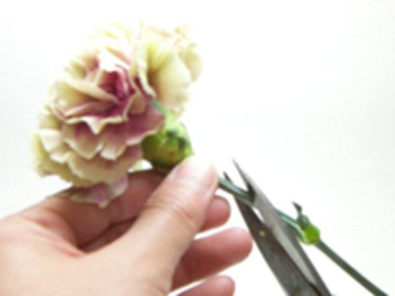 カーネーションを切る