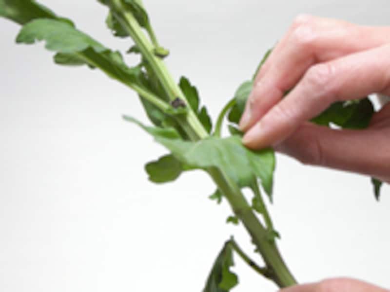 葉が傷んでいる