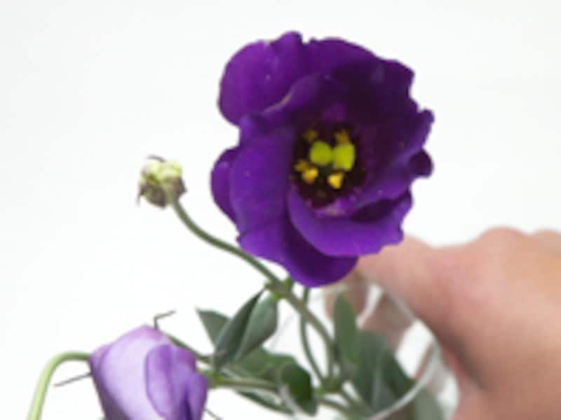 花粉をチェック