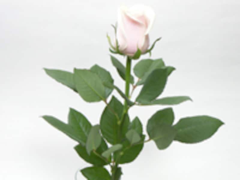 葉がしゃきっとしている花