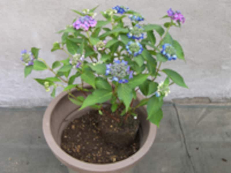 ヤマアジサイの高さを調整する