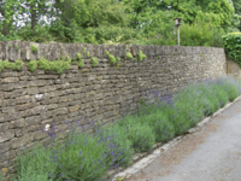 塀沿いにラベンダー