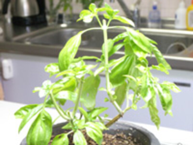 茎の分岐点で切る