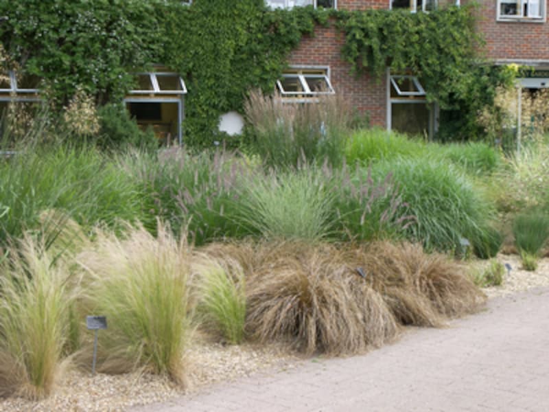 ドライガーデン2