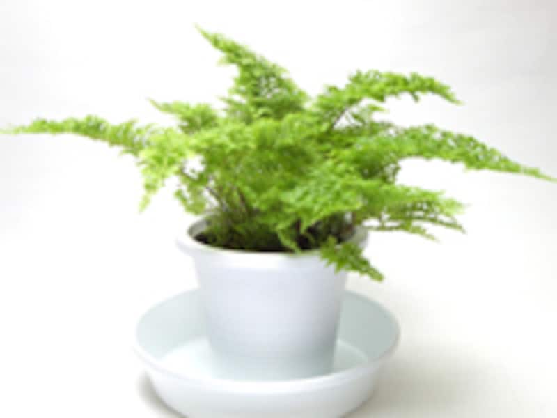 鉢カバーをする前のスコッチシダ