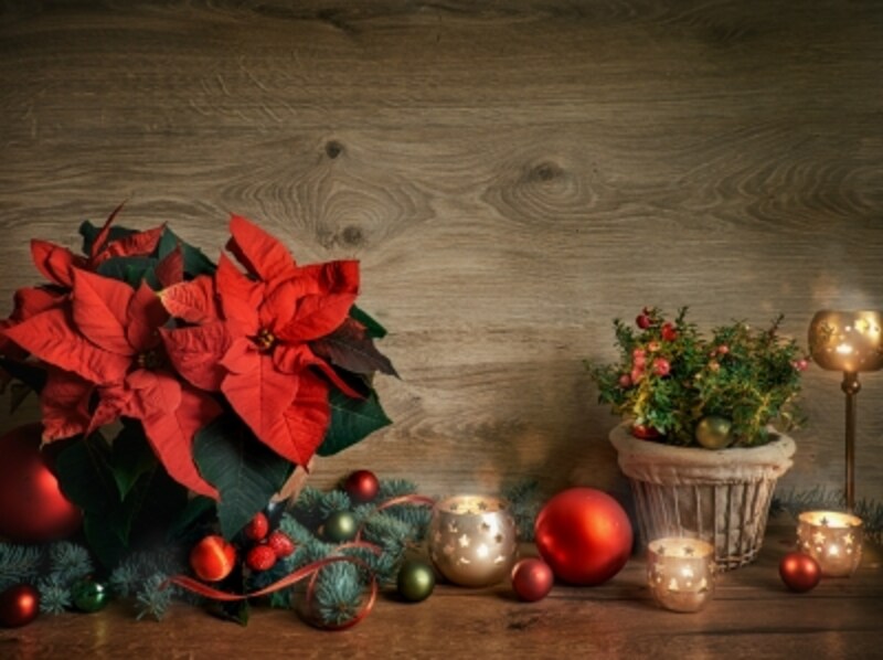 赤とグリーンのコントラストが、クリスマスらしさを盛り上げてくれるポインセチア