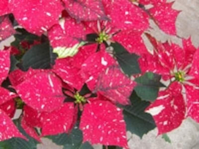 「ジングルベル」という品種のポインセチア。赤い苞に雪が舞い降りているようなイメージ