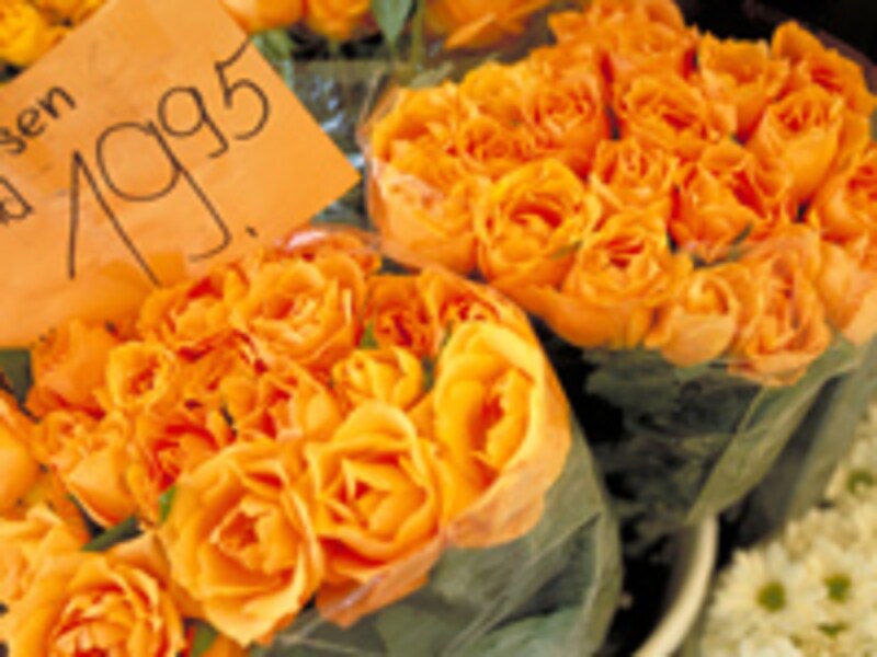 たくさんのバラ