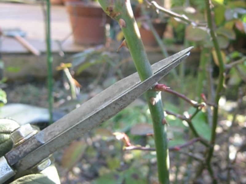 バラの剪定は、外側に向いている芽の上で切る