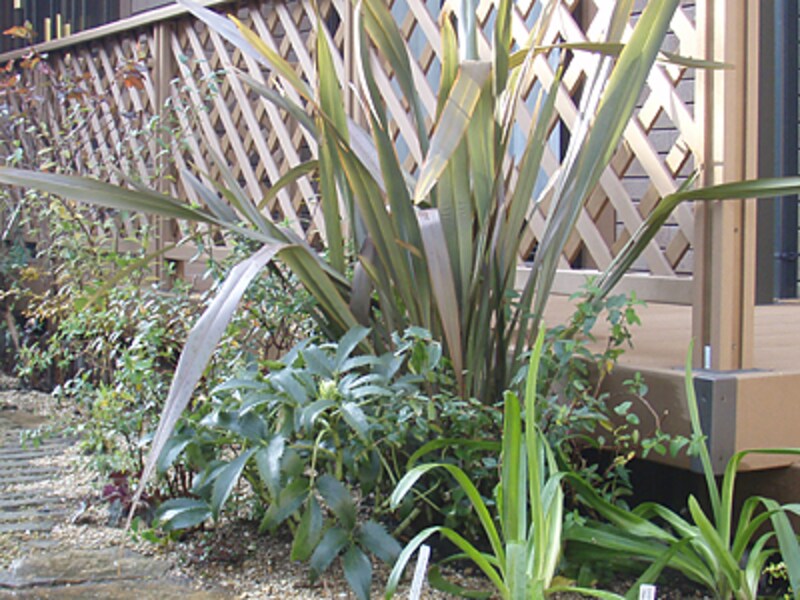 アーグティフォリウス