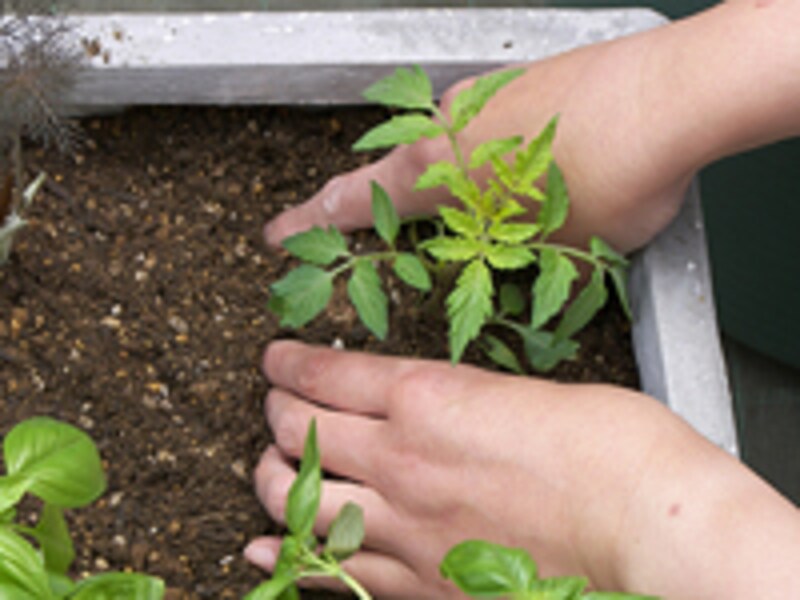 苗のまわりを押さえる