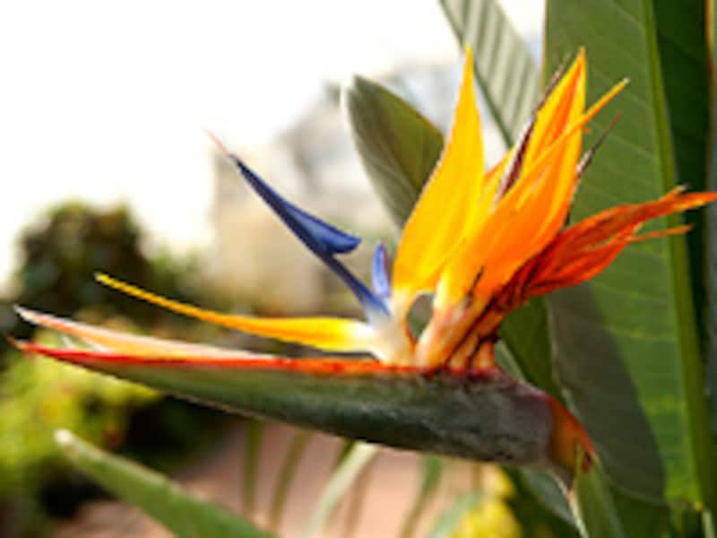 ストレリチア 花