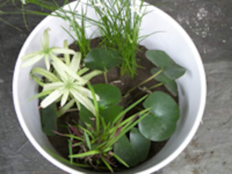 残りの植物を植え込む。