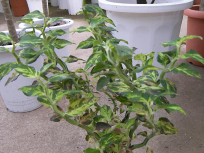 ダイギンリュウ