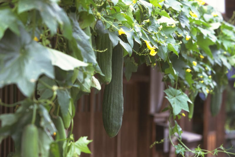 室内の温度を効果的に下げたいなら、ヘチマがおすすめ